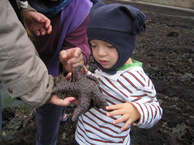 http://www.eichemiller.com/images/ei-starfish-25Jul05.jpg