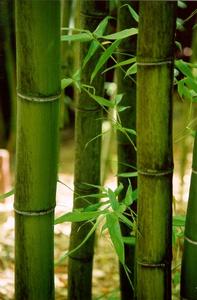 http://www.eichemiller.com/images/hakone-bamboo.jpg