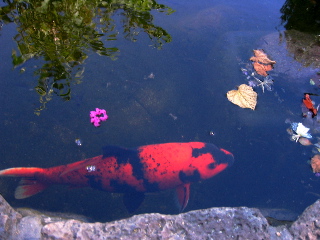 http://www.eichemiller.com/images/rsc-fish-aug-2004.jpg